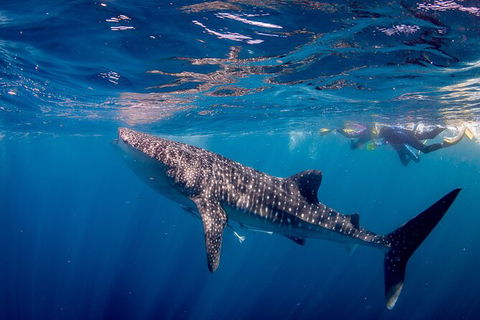 Life On Ningaloo Swimming Tour In Exmouth - Holiday Jervis Bay 2