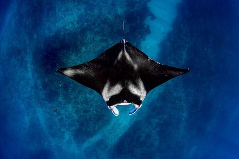 Life On Ningaloo Swimming Tour In Exmouth - Holiday Jervis Bay 3