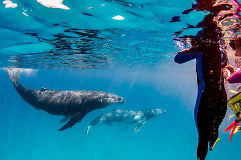 Life On Ningaloo Swimming Tour In Exmouth - Holiday Jervis Bay 0