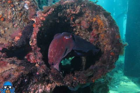 PADI Open Water Course - Holiday Jervis Bay 1