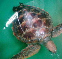 Australian Seabird Rescue - Holiday Jervis Bay