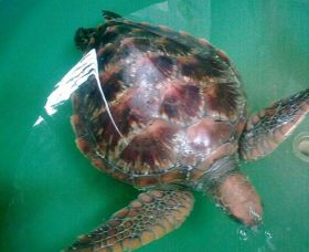 Australian Seabird Rescue - Holiday Jervis Bay 0