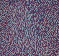 The Gate Gallery - Wollombi