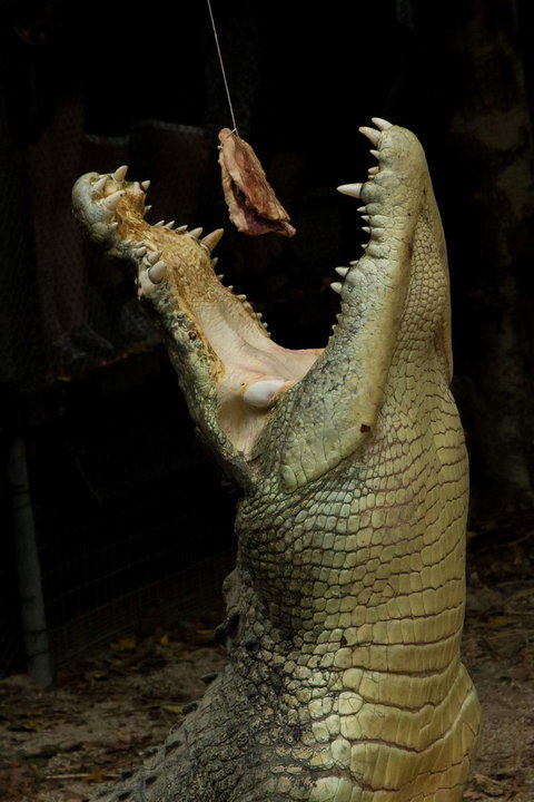 Wildlife Habitat - Holiday Jervis Bay 4