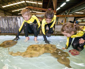 Australian Shark And Ray Centre - Holiday Jervis Bay 0
