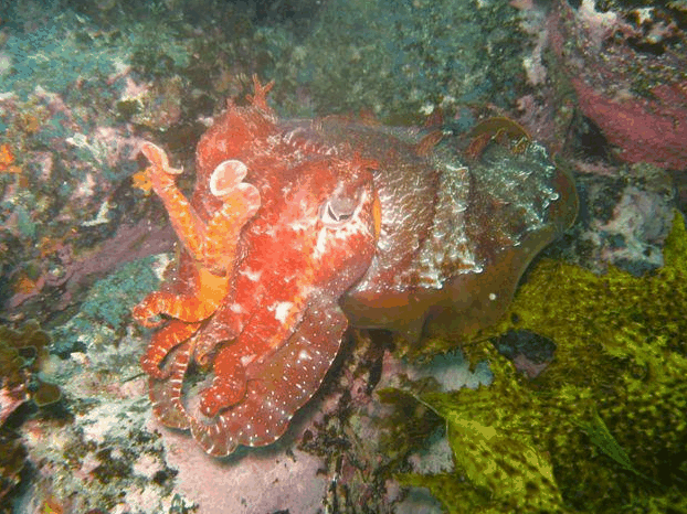 Jervis Bay Dive Charters - Holiday Jervis Bay