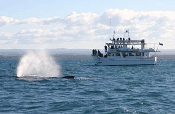 Dolphin Watch Cruises - Holiday Jervis Bay