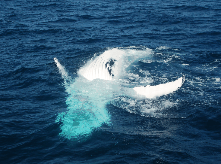 Dolphin Wild Cruises - Holiday Jervis Bay