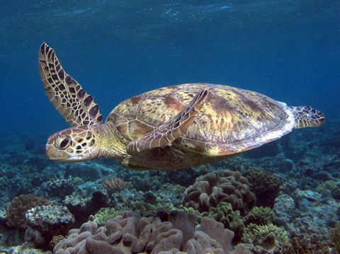 Calypso Reef Charters - Holiday Jervis Bay 1