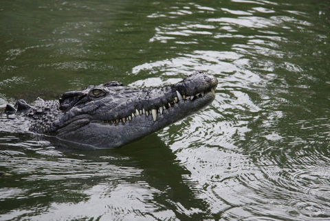 Daintree River Cruise Centre - Holiday Jervis Bay 1