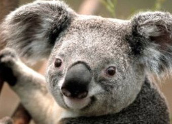 Wildlife Habitat - Holiday Jervis Bay 0