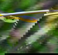 Be Welcomed by Wildlife at the Australian Wildlife Sanctuary - Holiday Jervis Bay