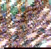 Meeniyan Garlic Festival