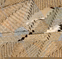 WA Now  Tom Mller Monolith Scores - Virtual Exhibition