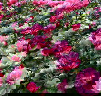 2020 Woolmers Estate Festival of Roses - Holiday Jervis Bay