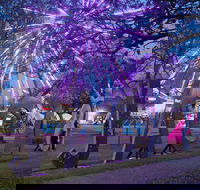 Grafton Jacaranda Festival - Holiday Jervis Bay