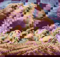 Grafton Farmers Market - Holiday Jervis Bay