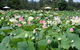 Lotus Flower Season - thumb 0
