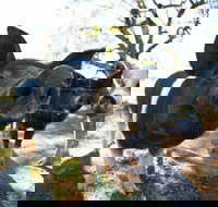 Mudgee Farm Walks - Holiday Jervis Bay