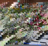 Sapphire Coast Orchid Club Spring Orchid Show - Holiday Jervis Bay