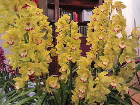 Sapphire Coast Orchid Club Winter Orchid Show - Holiday Jervis Bay 0