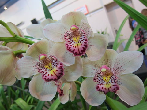 Sapphire Coast Orchid Club Winter Orchid Show - Holiday Jervis Bay 1