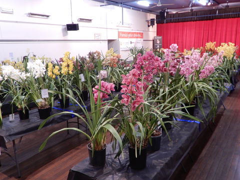Sapphire Coast Orchid Club Winter Orchid Show - Holiday Jervis Bay 2