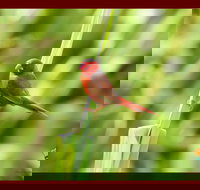 Spring into Finches and Softbills - Holiday Jervis Bay