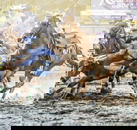 Gundagai Rodeo - Holiday Jervis Bay