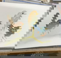 Ink  Watercolour Wash Illustration Workshop - Holiday Jervis Bay