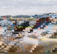 Mudgee Small Farm Field Days - Holiday Jervis Bay