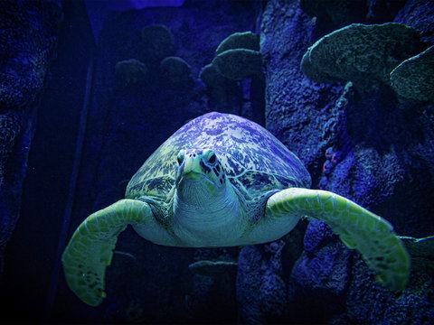 Sydney's Aquarium - Holiday Jervis Bay 0