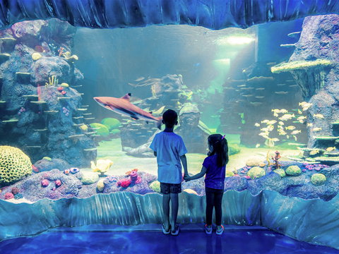 Sydney's Aquarium - Holiday Jervis Bay 1