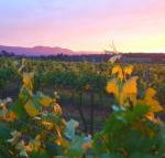 Red Door Collective RDC Estate - Holiday Jervis Bay