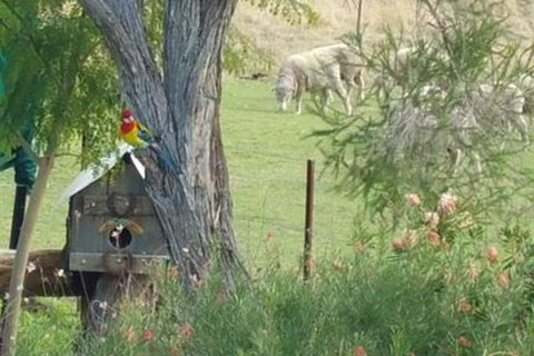Birdhouse Cottage B & B - Holiday Jervis Bay 5