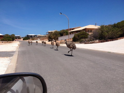 Shark Bay B & B - Holiday Jervis Bay 6