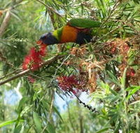 Clifton Beach Retreat - Holiday Jervis Bay