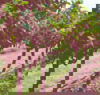 Hermitage Hideaway Homestead  Cottage - Holiday Jervis Bay