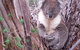 Stringybark Hills Retreat - thumb 3