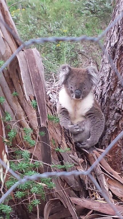 Stringybark Hills Retreat - Holiday Jervis Bay 3
