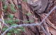 Stringybark Hills Retreat - thumb 0