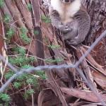 Stringybark Hills Retreat - Holiday Jervis Bay 0