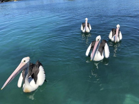Aquarius 9 Opposite Wallis Lake - Holiday Jervis Bay 6