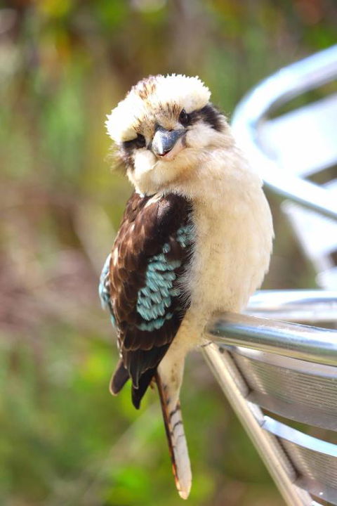 Ridgetop Retreats Deep Creek Conservation Park - Holiday Jervis Bay 4