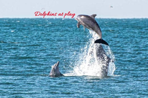 CHAP14C Chapman Cottage - Holiday Jervis Bay 2