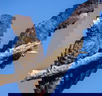 Bussells Bushland Cottages - Holiday Jervis Bay