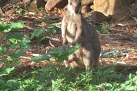 Sunbird Motel - Holiday Jervis Bay 1