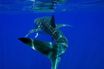 Apartments Located At Blue Seas Resort - Holiday Jervis Bay 1