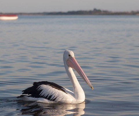 Oak Tree Lodge - Holiday Jervis Bay 1