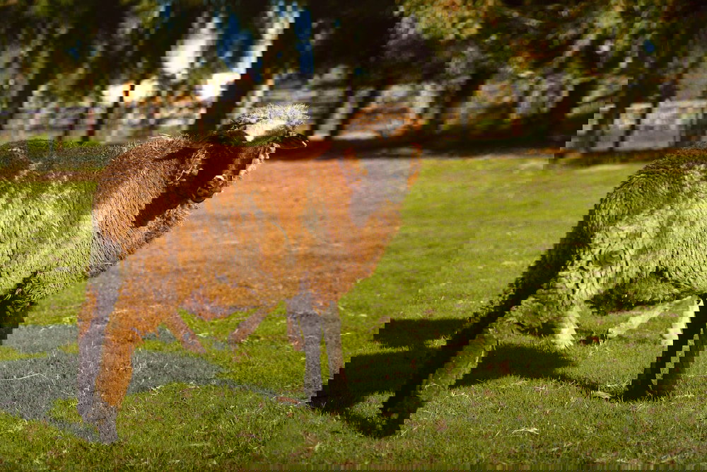 Muchea ACT Holiday Jervis Bay